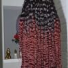 Burmese Curl 36 Elite 1