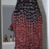 Burmese Curl 36 Elite 2